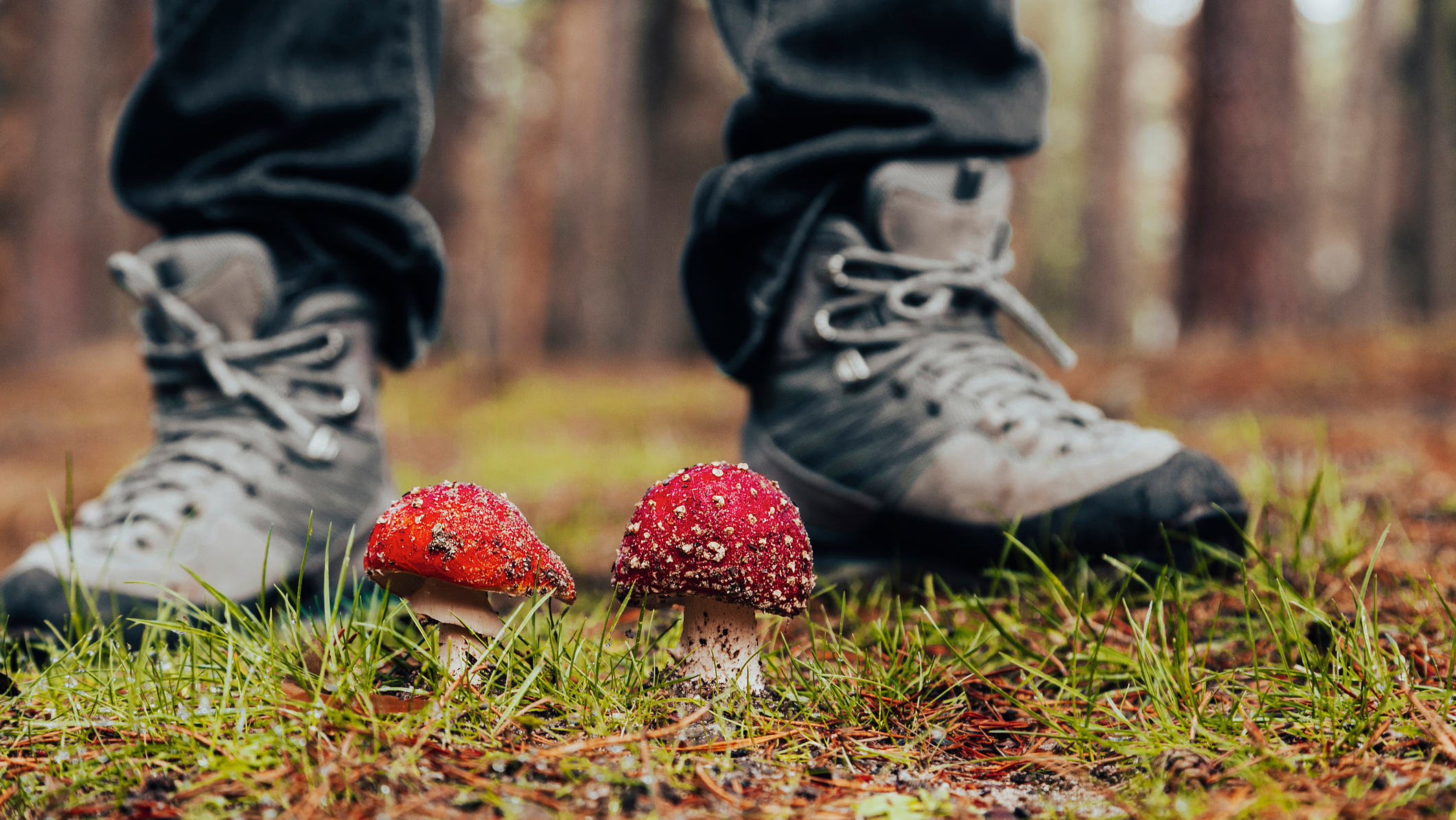 Hiker stands behind mushrooms in the wild