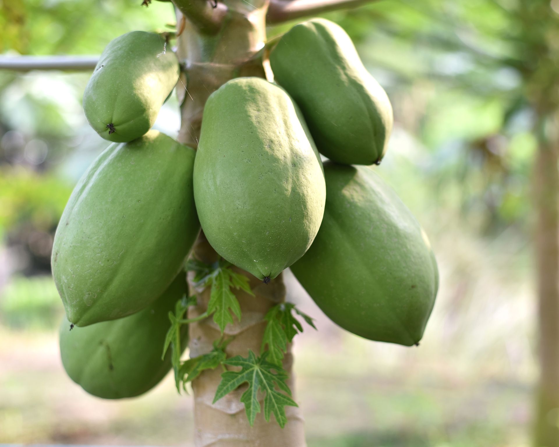 Pawpaw care and growing guide expert tips for success Gardeningetc