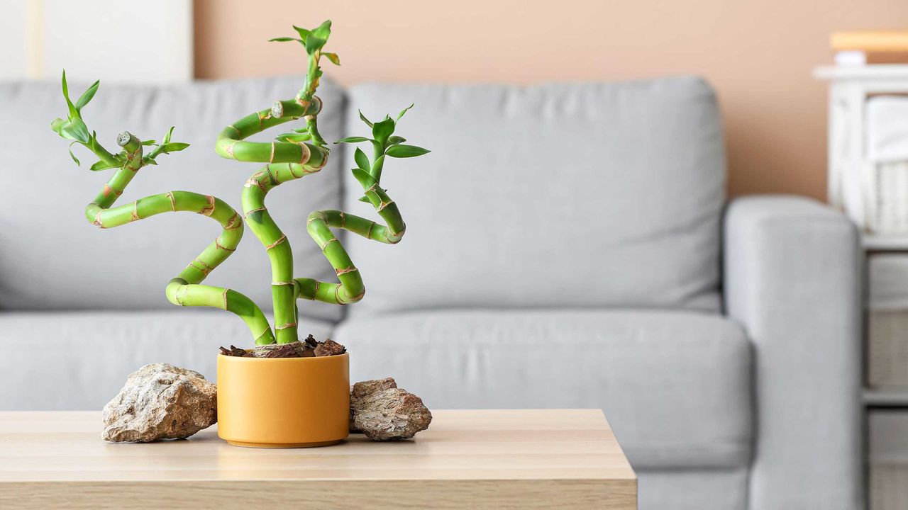 The signature curly stems of lucky bamboo in a yellow pot on light wooden coffee table with gray sofa behind