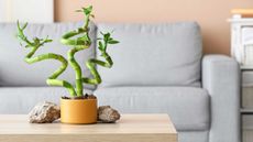 The signature curly stems of lucky bamboo in a yellow pot on light wooden coffee table with gray sofa behind