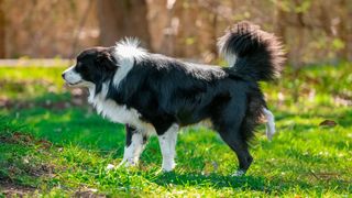 Border Collie scratching at the ground to mark scent