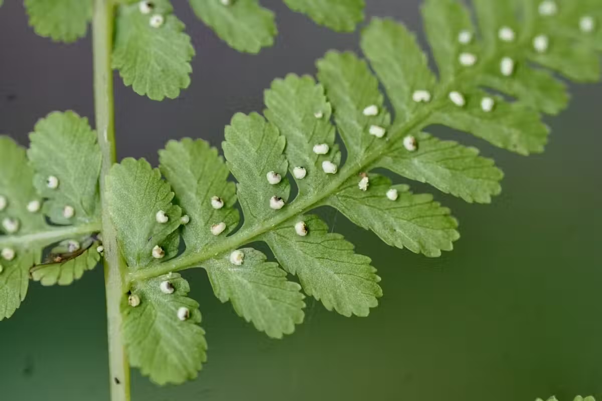 Un prim-plan al Cystopteris bulbifera