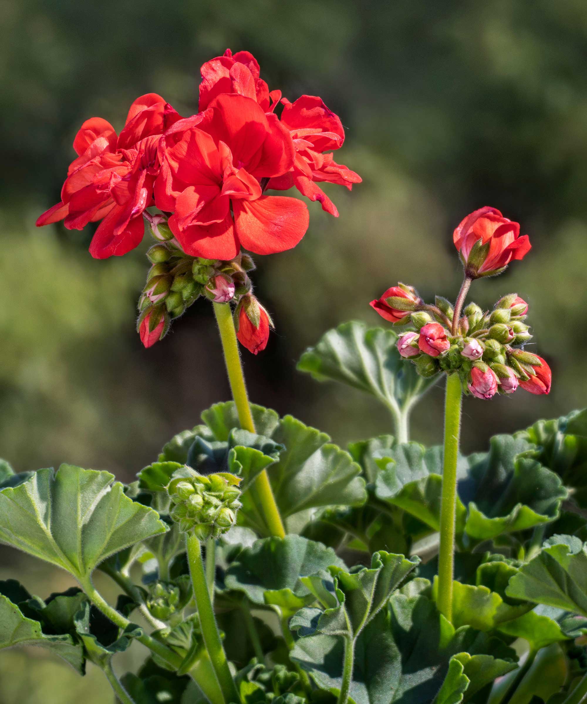 red pelargonium