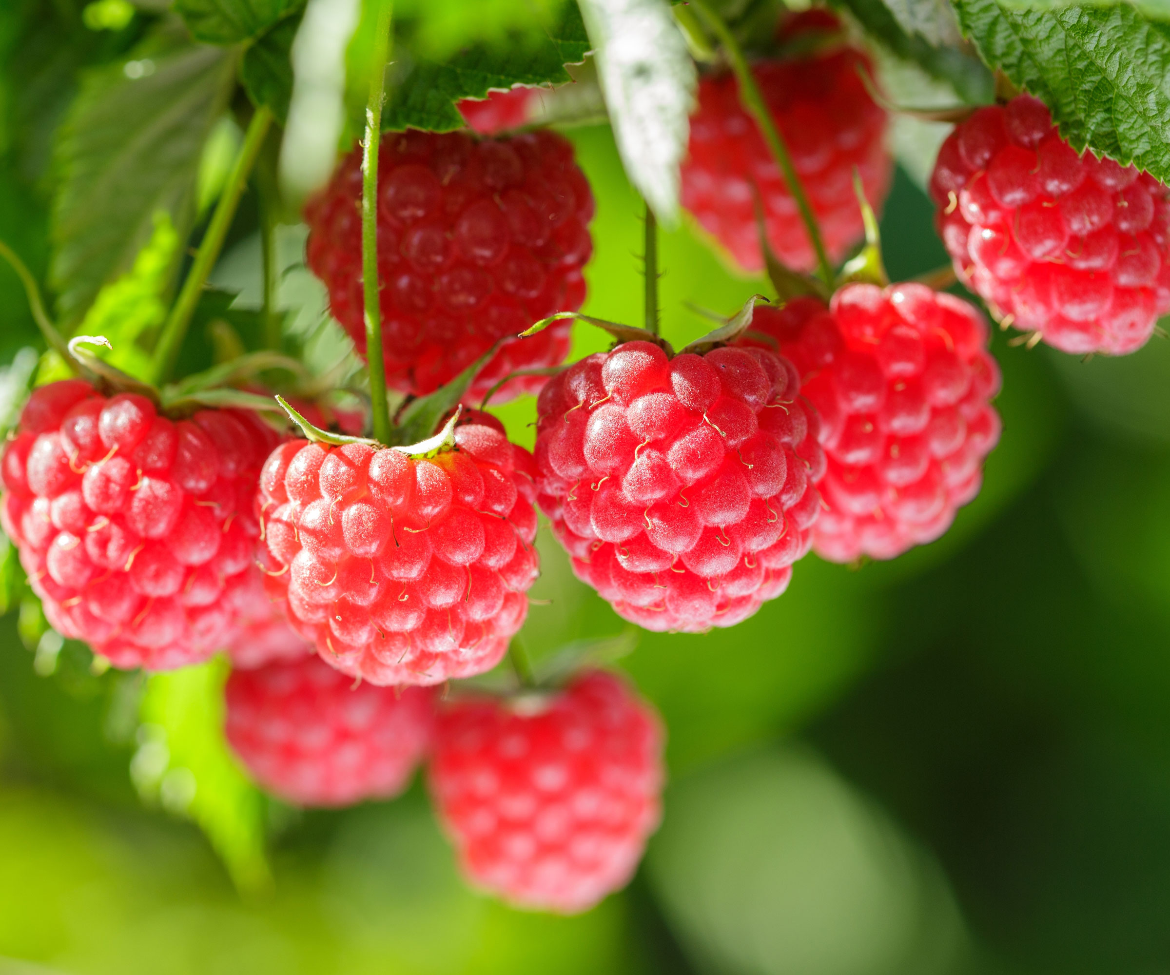 ripening raspberry fruits on plants in sunshine