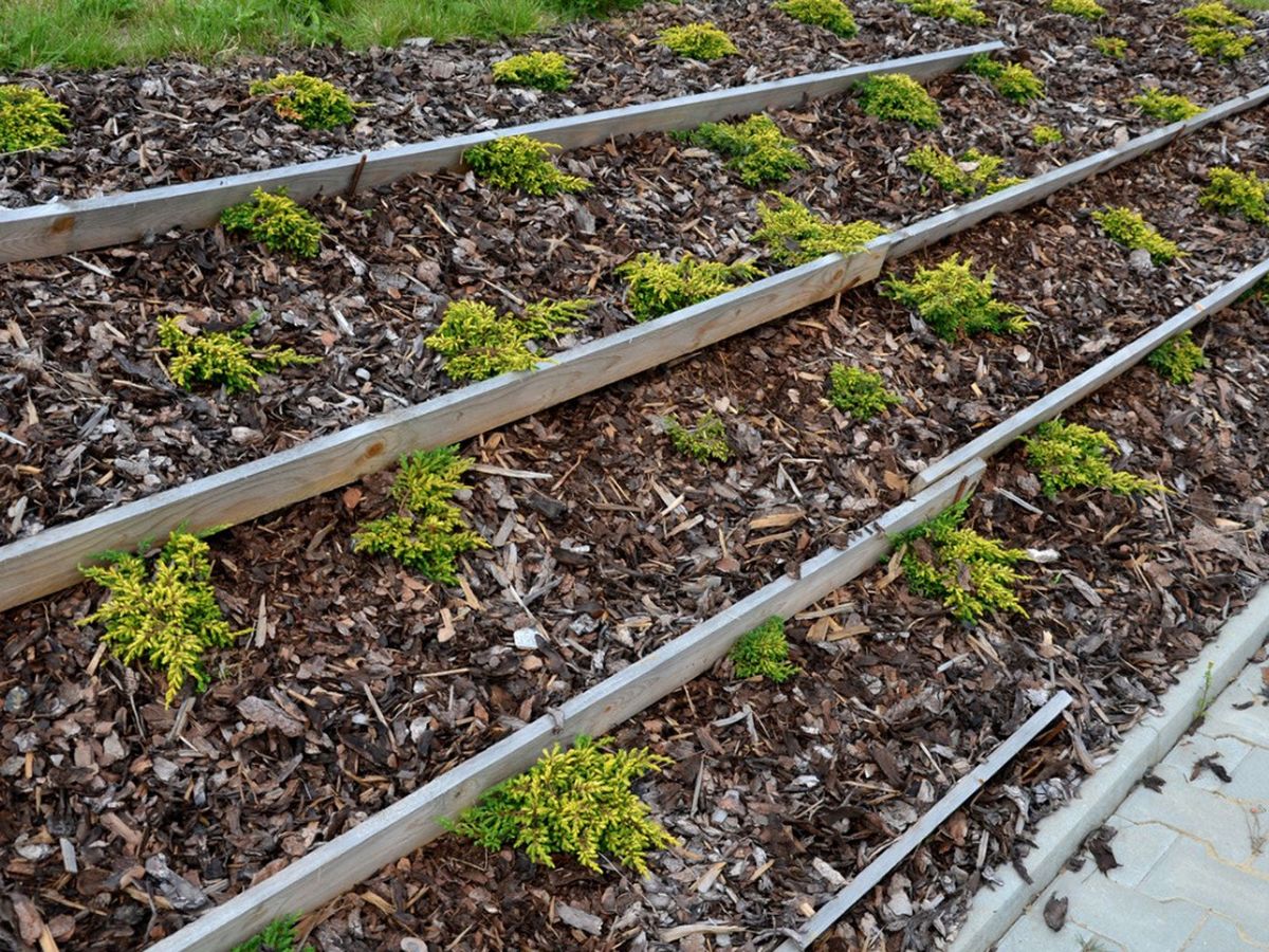 Cypress Mulch Information Pros And Cons Of Cypress Garden Mulch