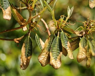 Signs of the fungal disease, Phytophthora ramorum - also known as Sudden Oak Death on rhododendron