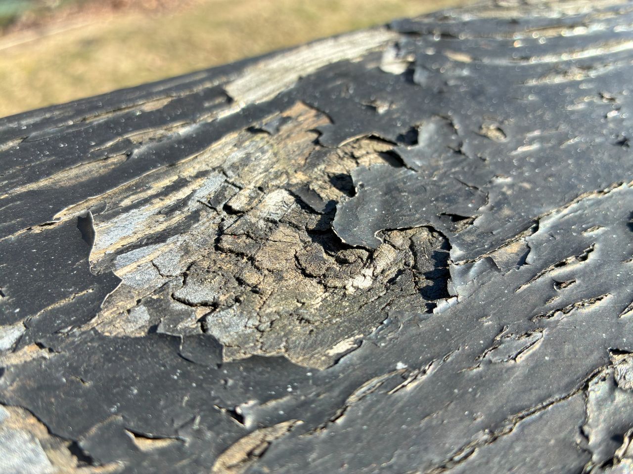 Apple iPhone 16e camera sample.