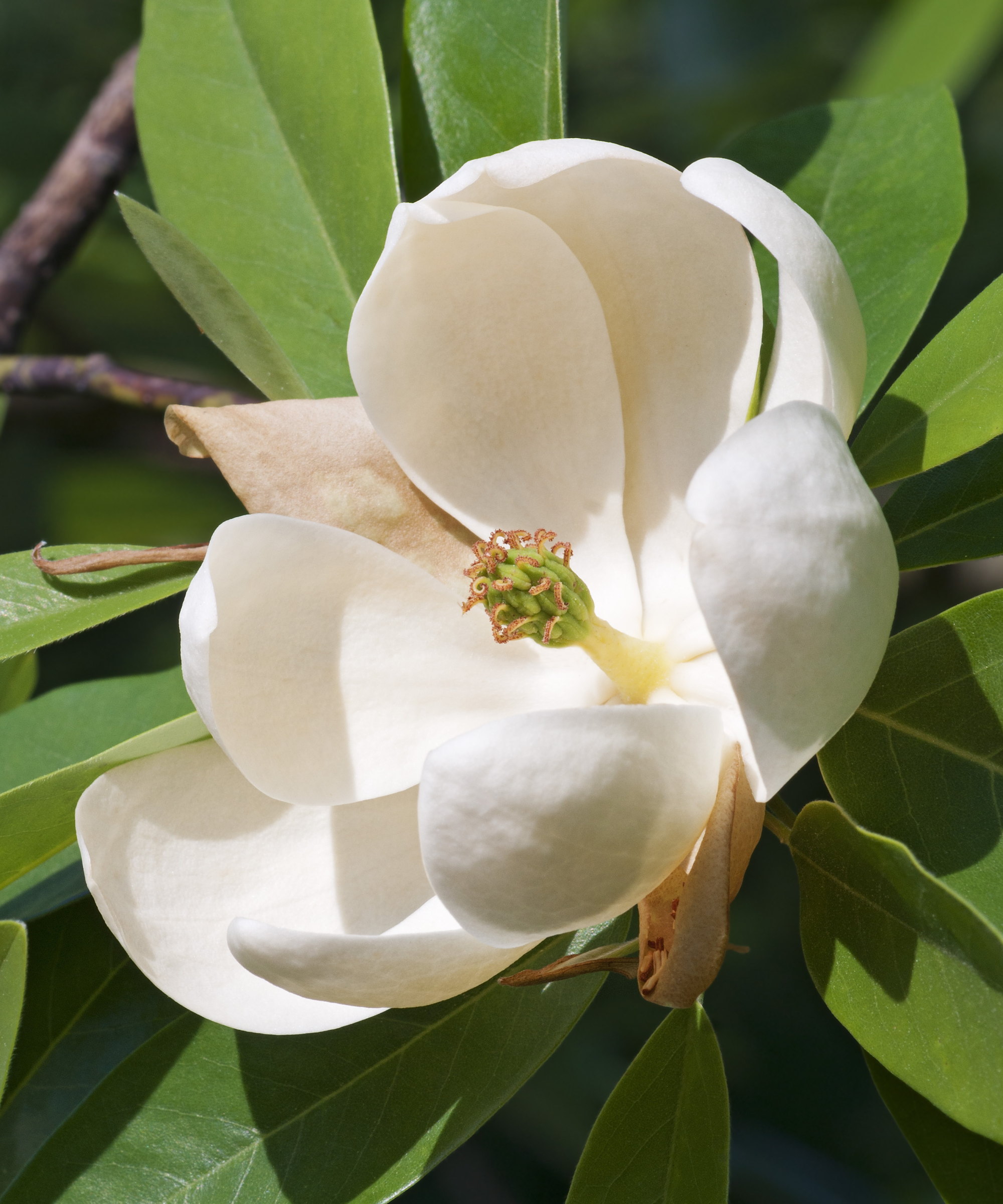 A close-up shot of a sweetbay magnolia flower