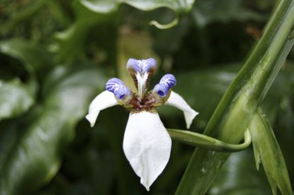 White-Purple Walking Iris Flower