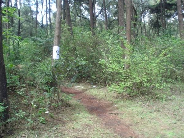 The greenery makes for tighter singletrack