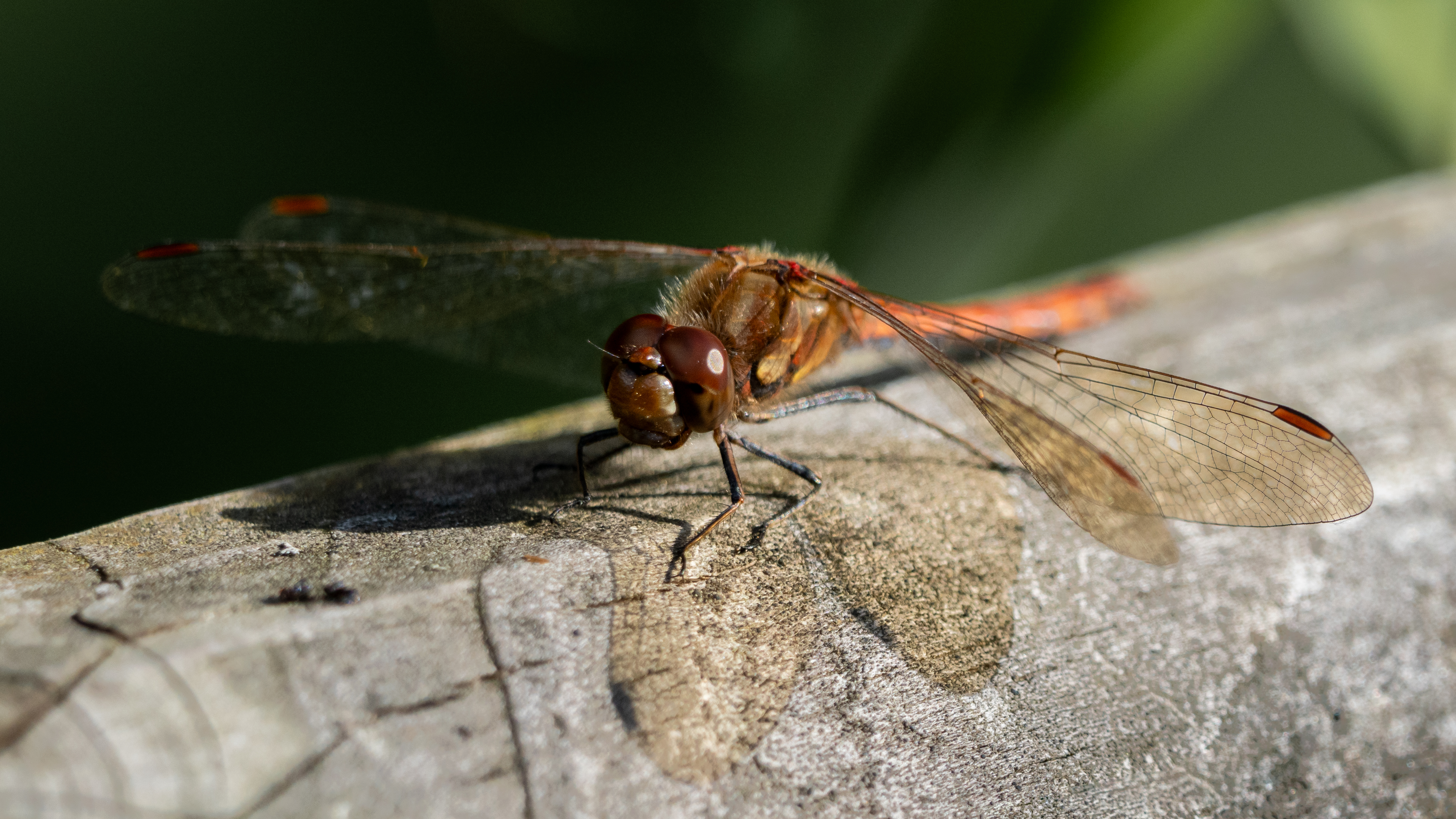 dragonfly on a fence