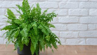 Boston Fern