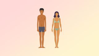 an illustration of the ectomorph body type