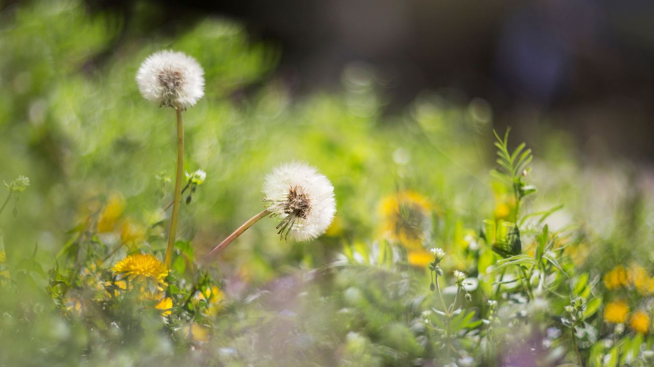 Pouring boiling water over weeds is a bad idea. Here is a close-up shot of a backyard meadow with two white dandelion weeds, yellow flowers, and grass around it