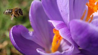 The author, drawn to a purple MacBook like a bee to a flower