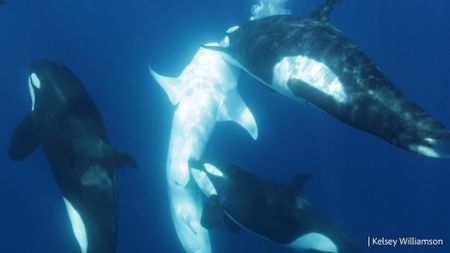 A pod of orcas attacking a whale shark, bringing their prey to the surface. One orca is biting near the pelvic area. 