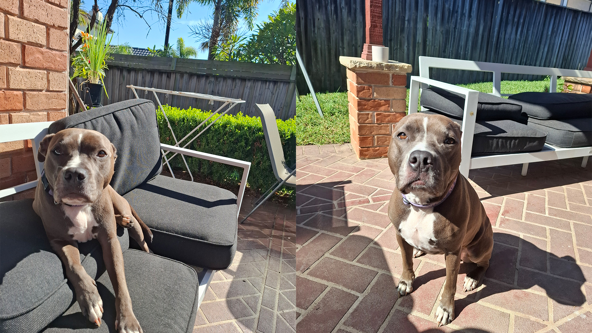 Photos of my sun-loving doggo