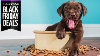 Black Friday dog food deals: Brown puppy yawning surrounded by kibble