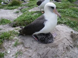 A Laysan albatross named Wisdom, The oldest known wild bird in the United States.