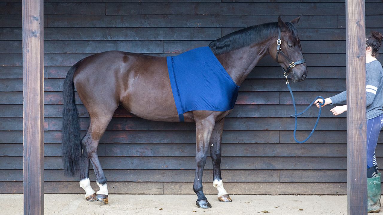 Weatherbeeta Stretch shoulder guard review