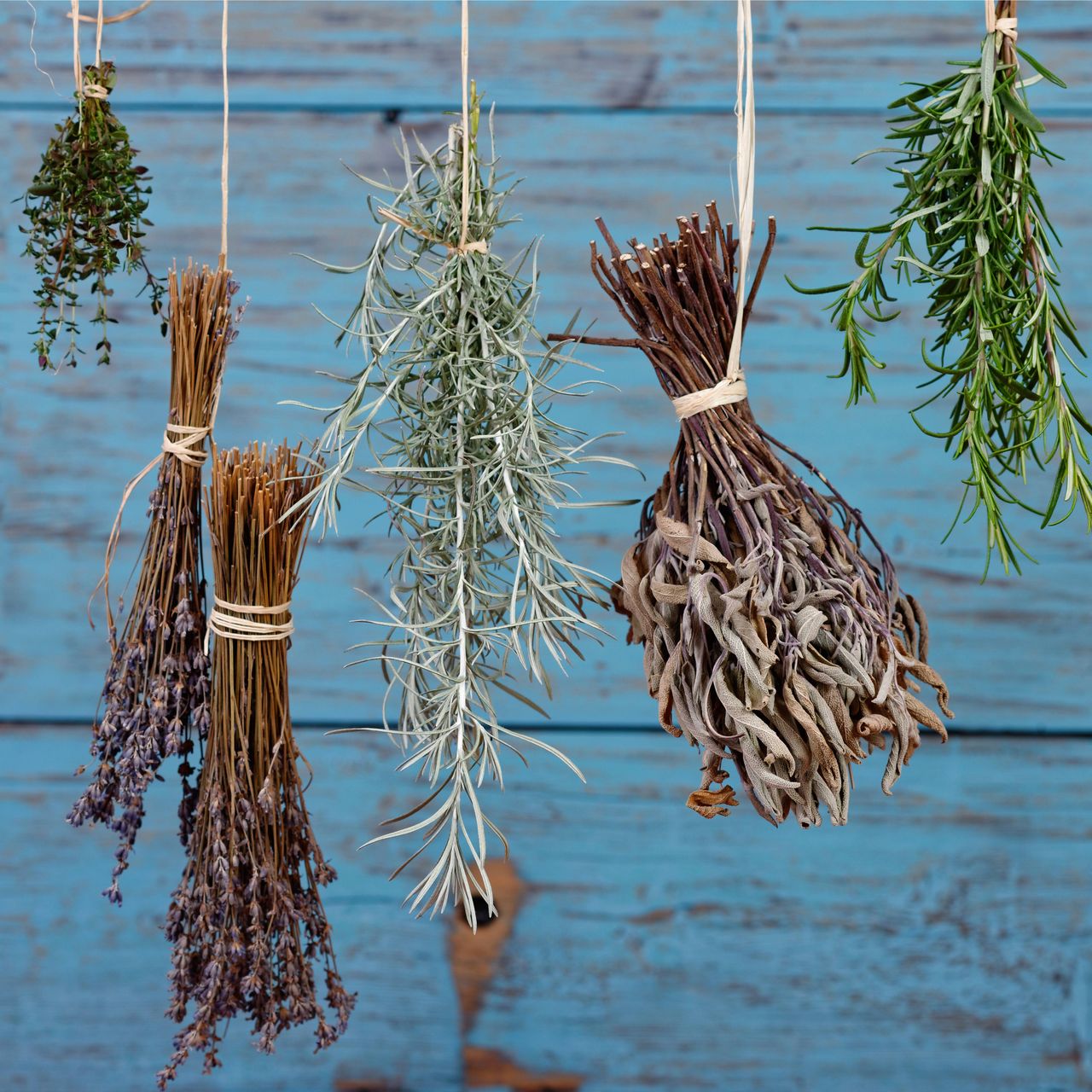 Dried herbs hanging in front of a blue wooden wall