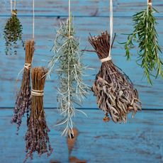 Dried herbs hanging in front of a blue wooden wall