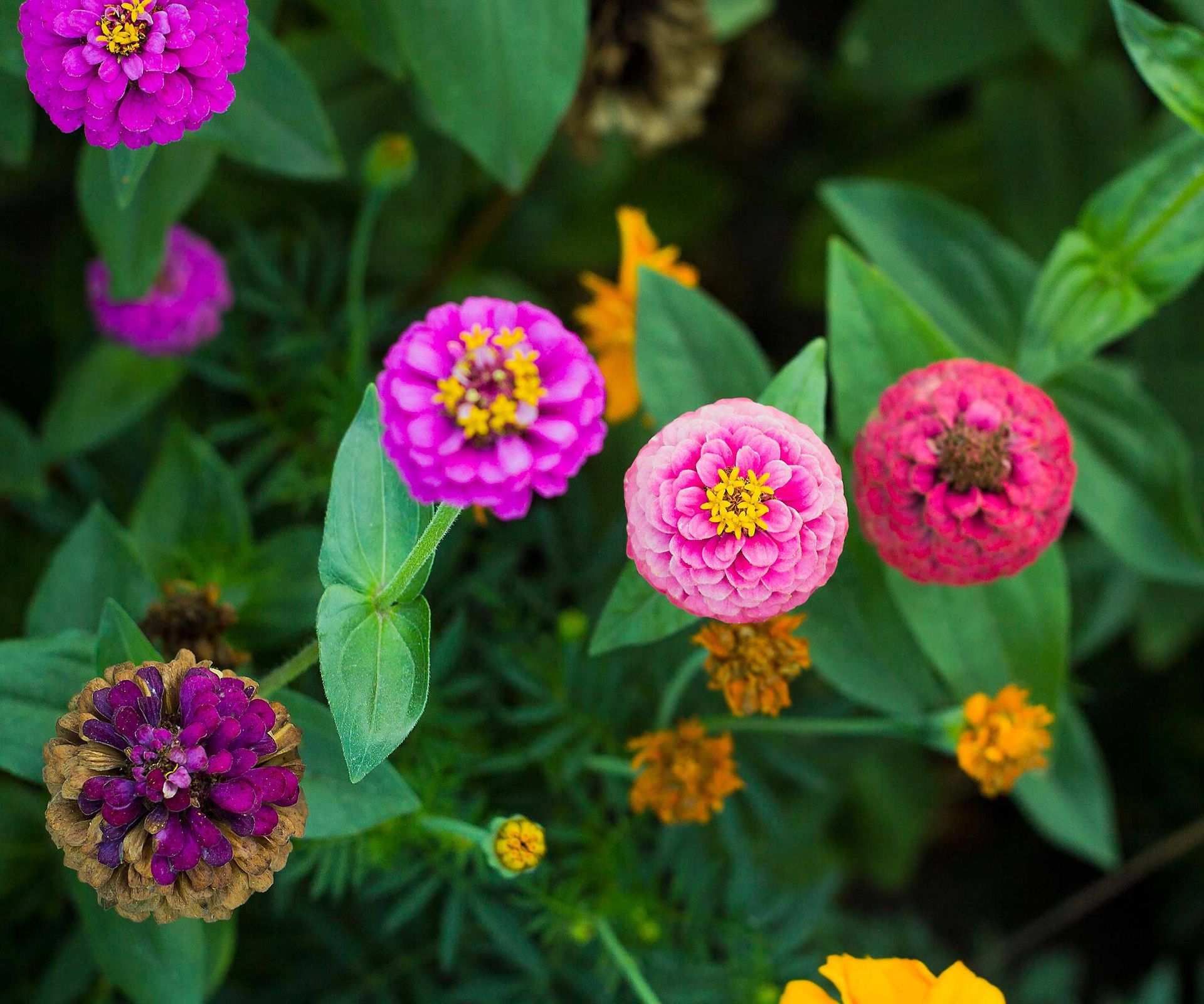 How to deadhead zinnias simple tips for better blooms Homes & Gardens