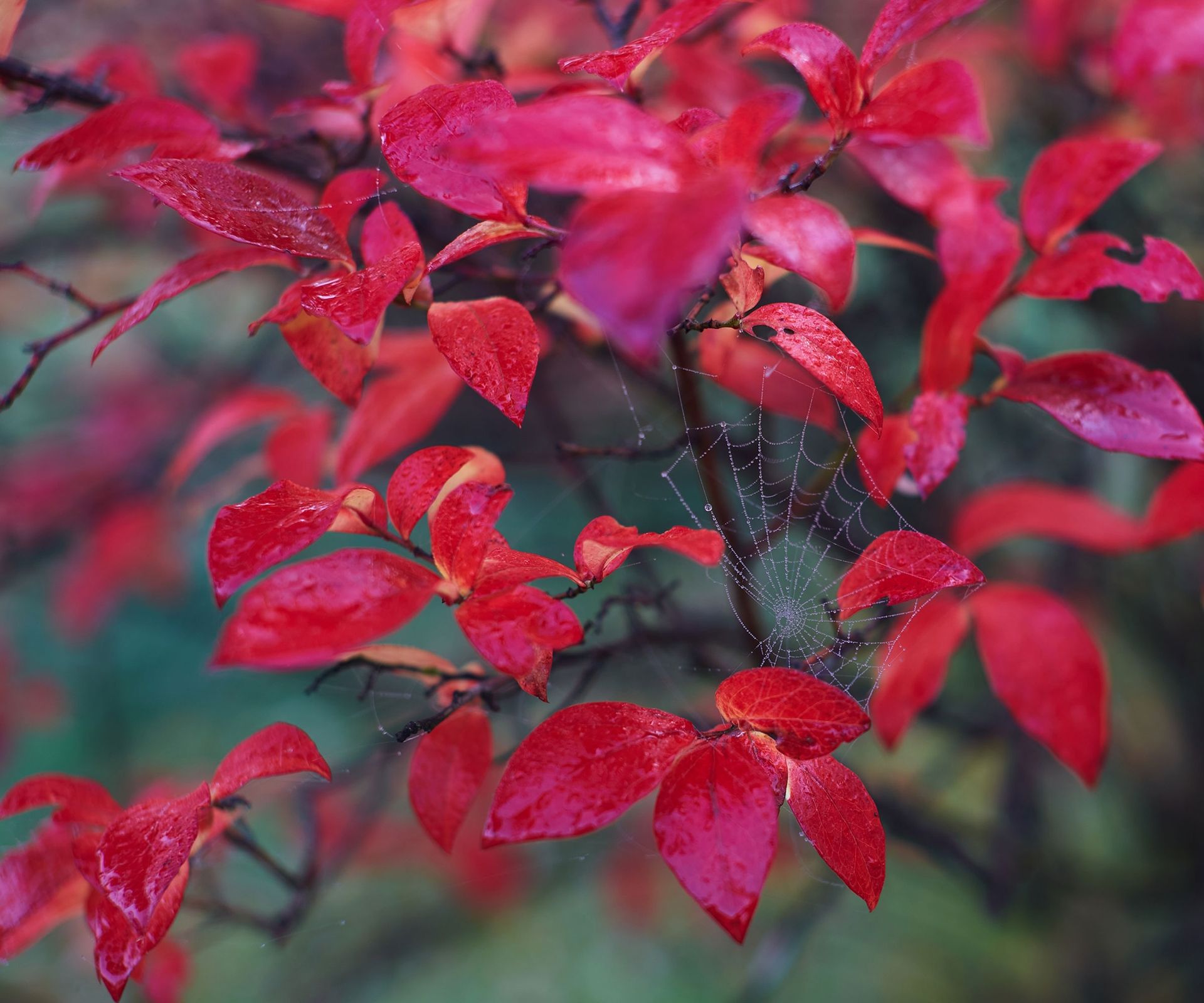 blueberry shrub with red leaves