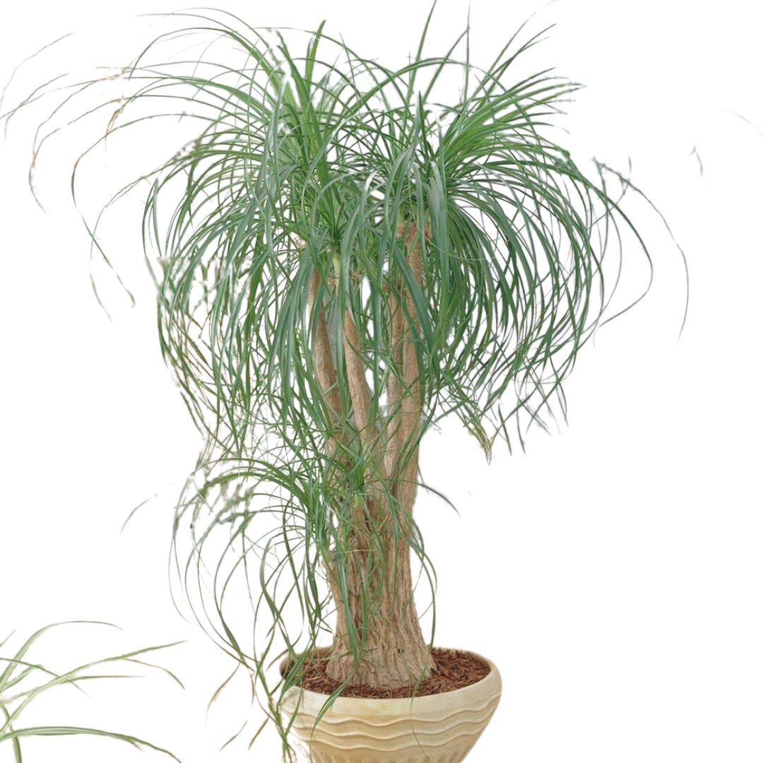 A ponytail palm