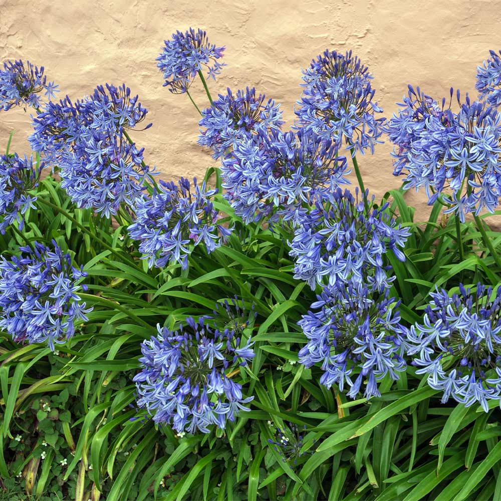 Blue Agapanthus