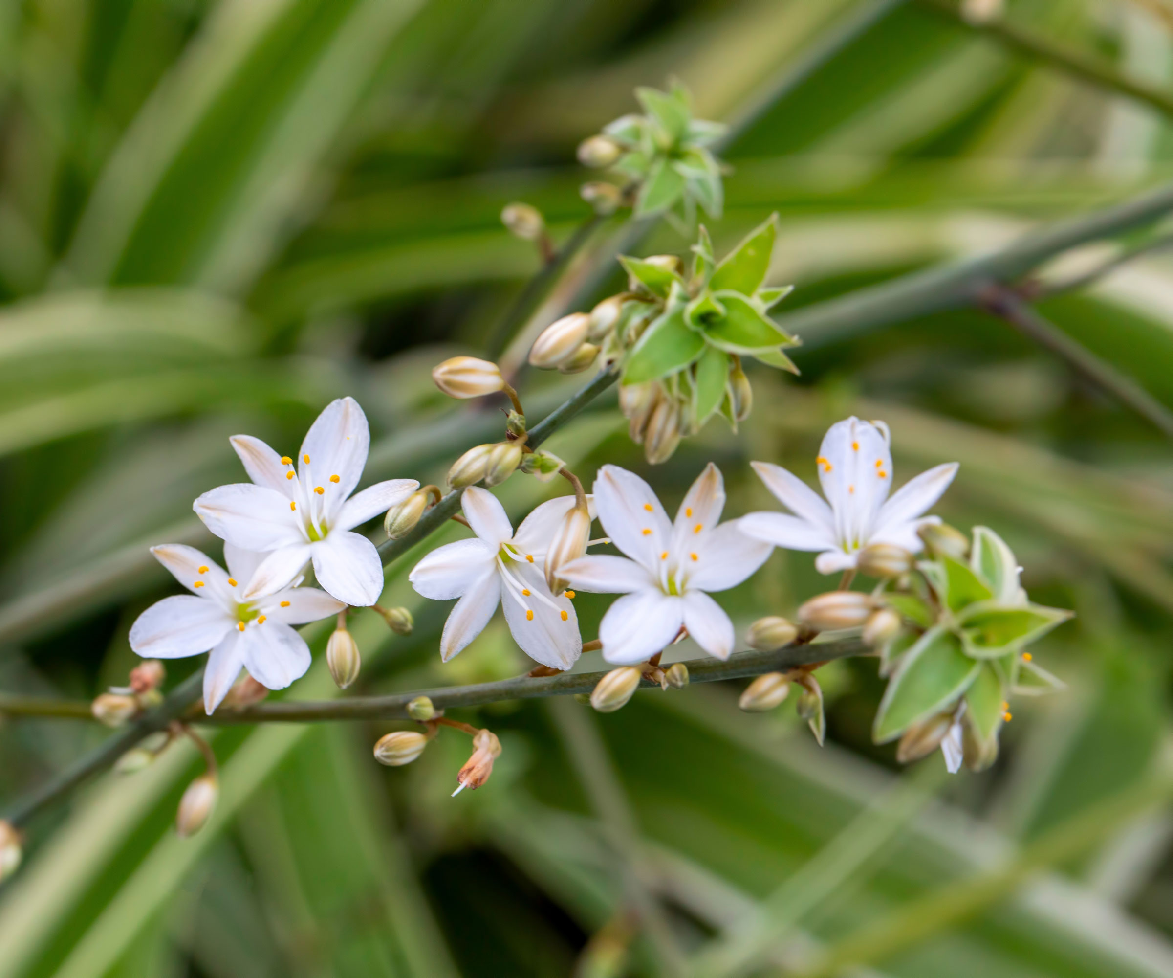 spider plant with white flowers