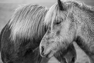 GuruShots - Monochrome Masterpiece