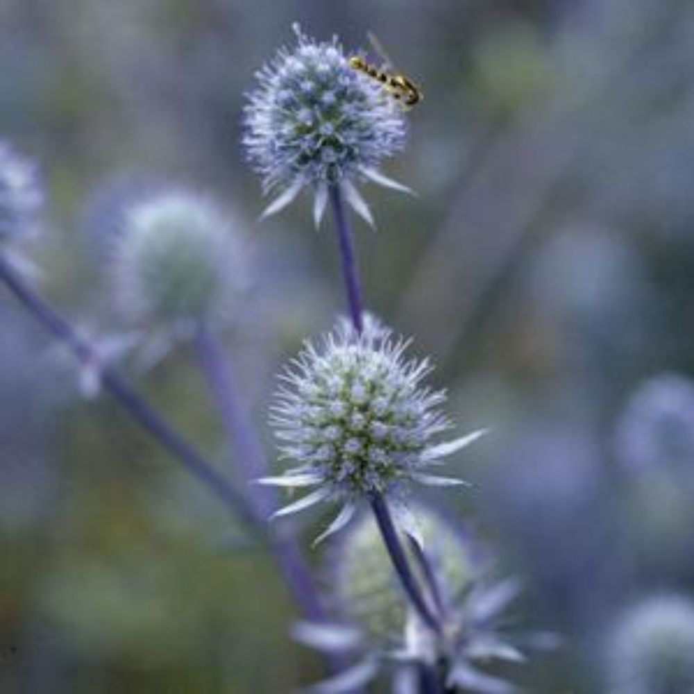 Blue Glitter Sea Holly
