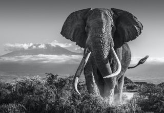 David Yarrow announced as Super Stage speaker at The Photography Show
