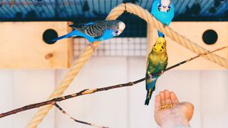 Two birds perching on rope