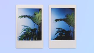 Two photos of a fake plant, taken on a Fujifilm Instax mini 12 instant camera