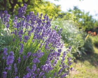 lavender 'Hidcote' growing