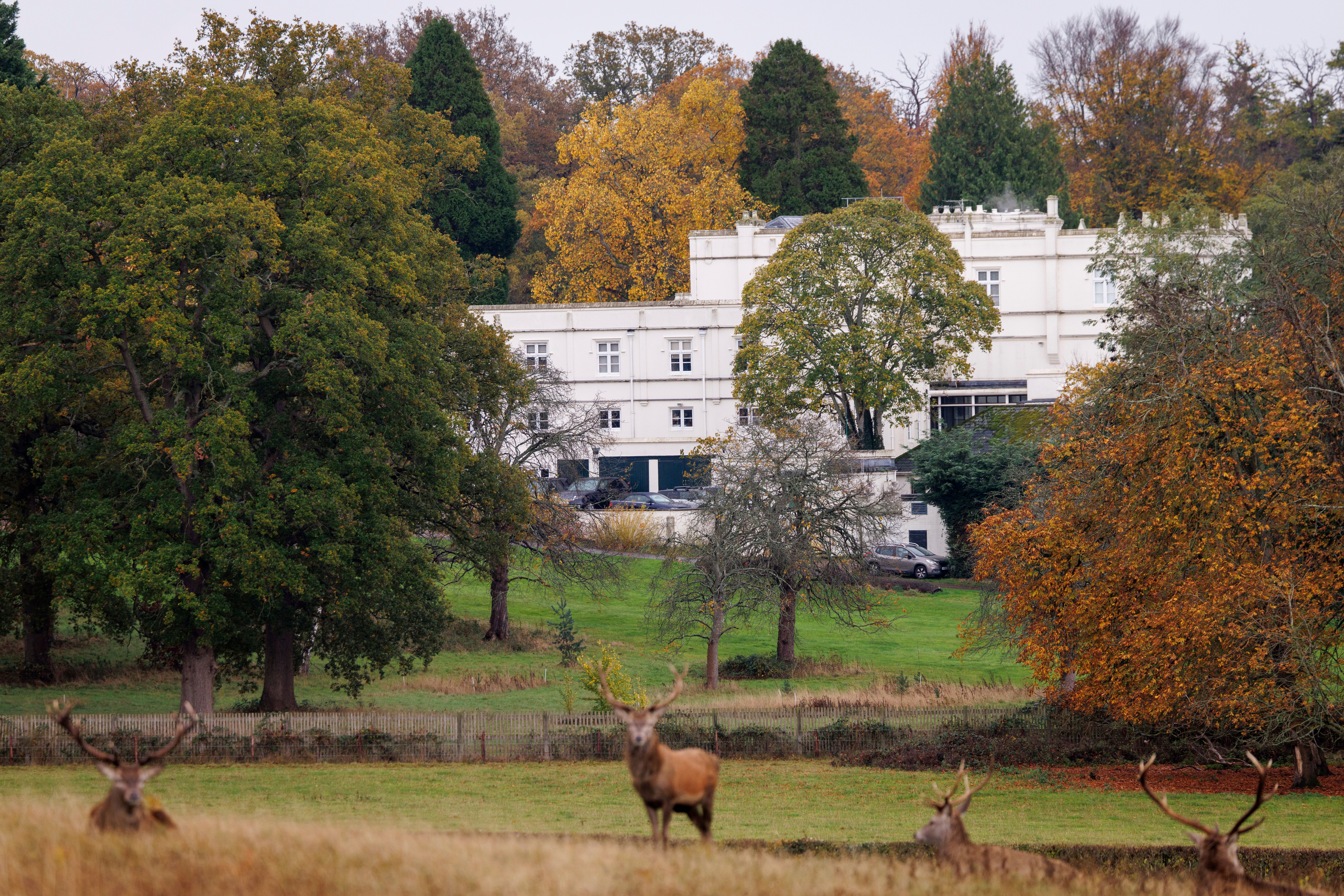 Deer resting in a field in front of Royal Lodge in Windsor