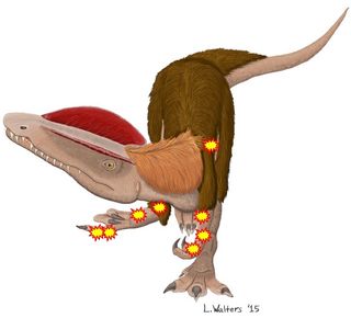 Theropod injuries