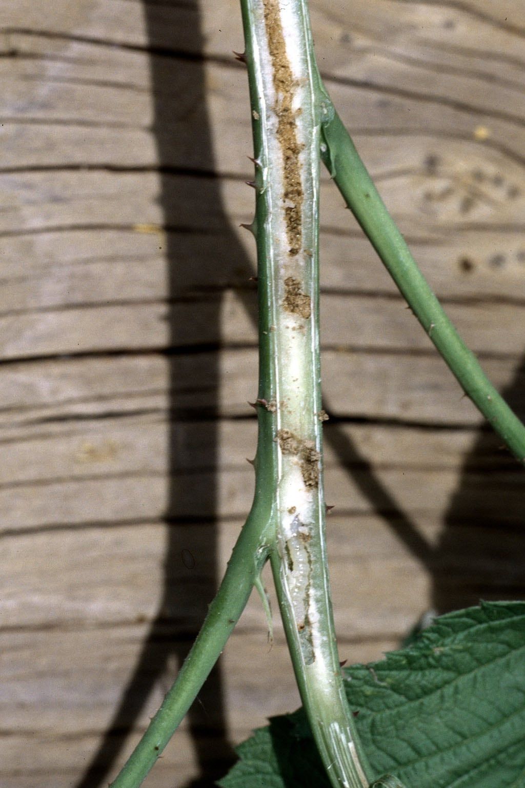 Raspberry Horntail Damage