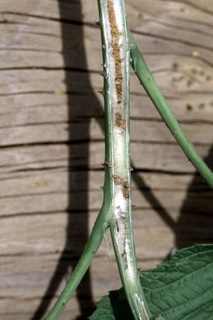 Raspberry Horntail Damage