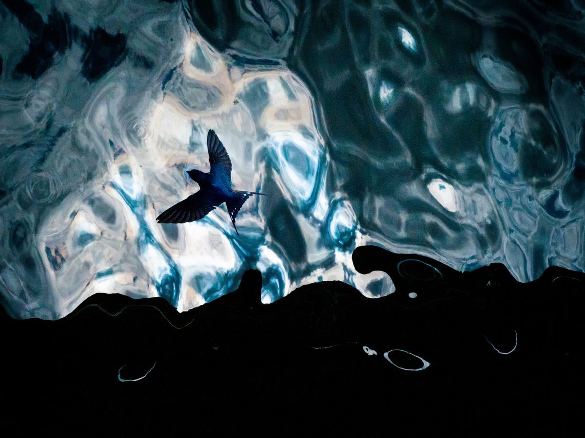 European Wildlife Photographer of the Year 2022 winner announced ...