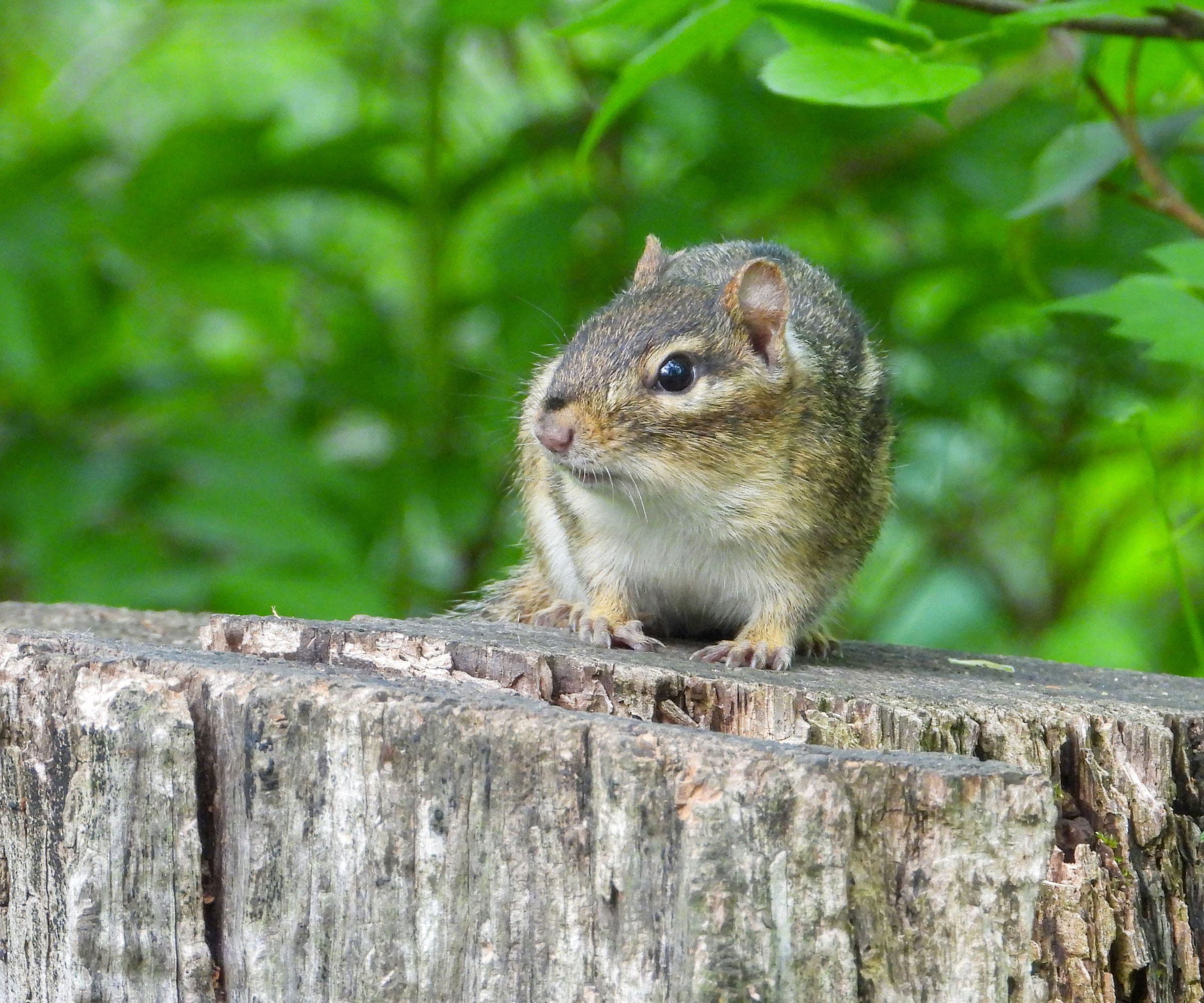 Eastern Chipmunk (Tamias striatus) Blending in with A Forest Woodland