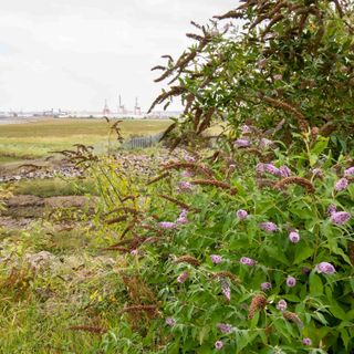 A buddleja bush growing on the Bristol Channel coastline, with the industrial skyline of Avonmouth, near Bristol, in the background.