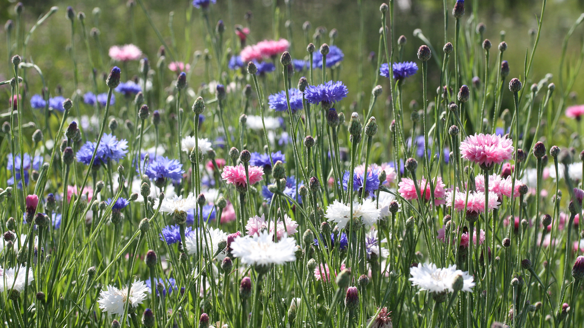 Cornflowers