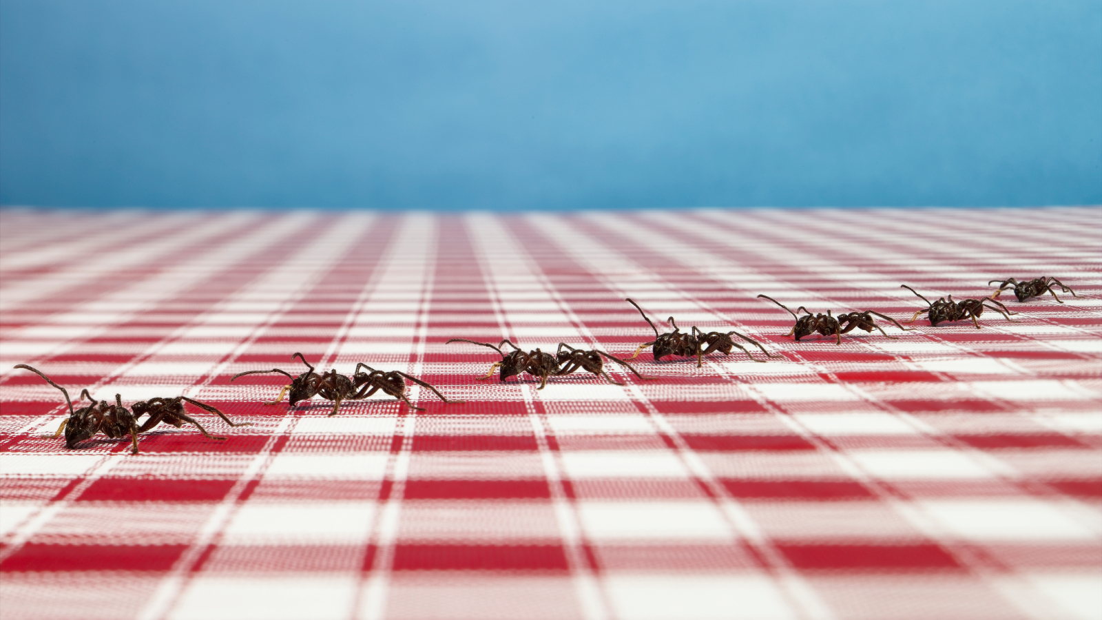 Ants crossing a red and white tablecloth 