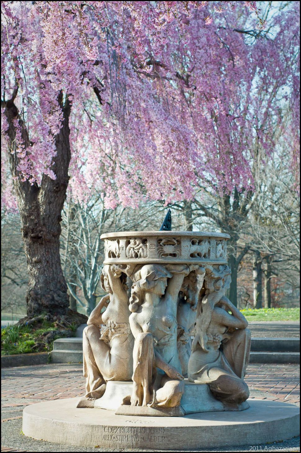 Photos Stages of Cherry Blossom Blooms Flower Photos Live Science