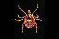 A lone star tick, which is in the same genus as the Ugandan nose tick (Amblyomma), but not the same species. 
