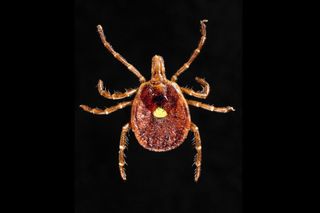 A lone star tick, which is in the same genus as the Ugandan nose tick (Amblyomma), but not the same species. 