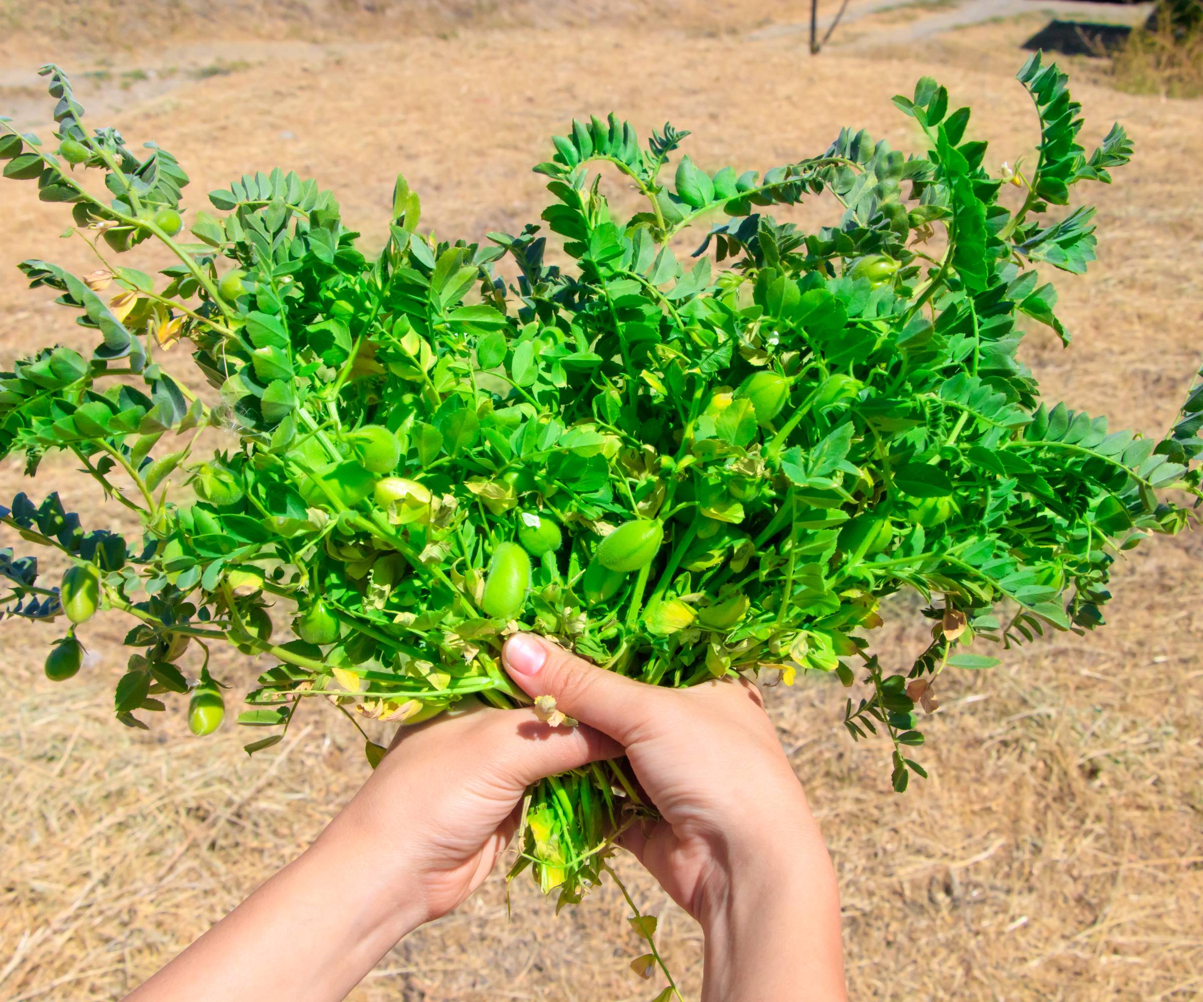 Hands holding a bouquet of chickpea plants